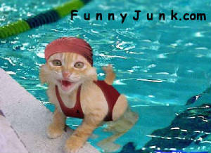 kittyswims.jpg