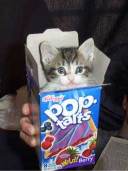 kitty_surprise.jpeg
