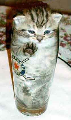 trapped_kitty.jpg